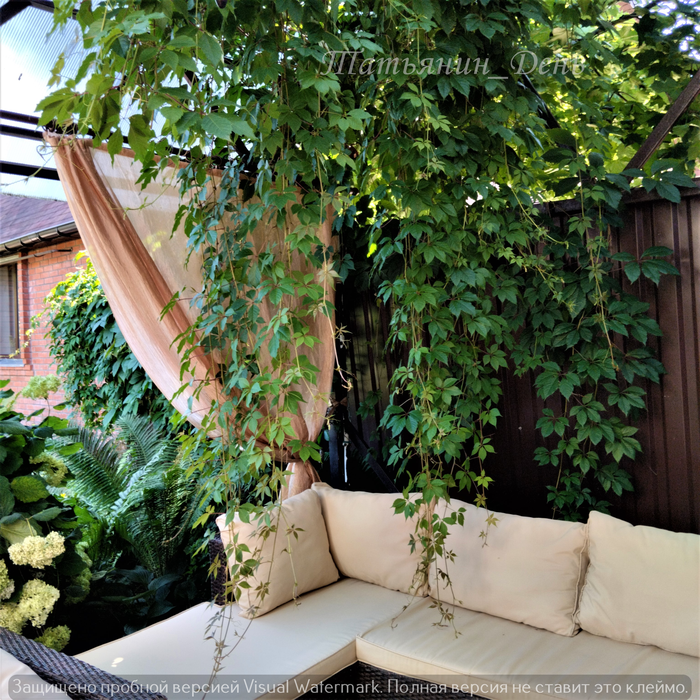 Девичий виноград в патио.