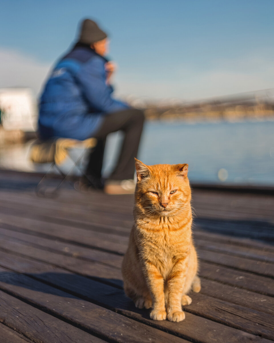 Севастопольские коты