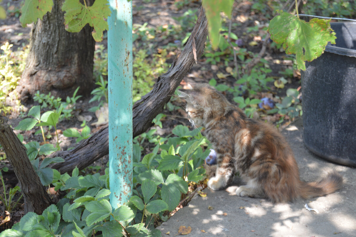 Фото автора. 09.08.2023. Где сапоги? Не вижу!