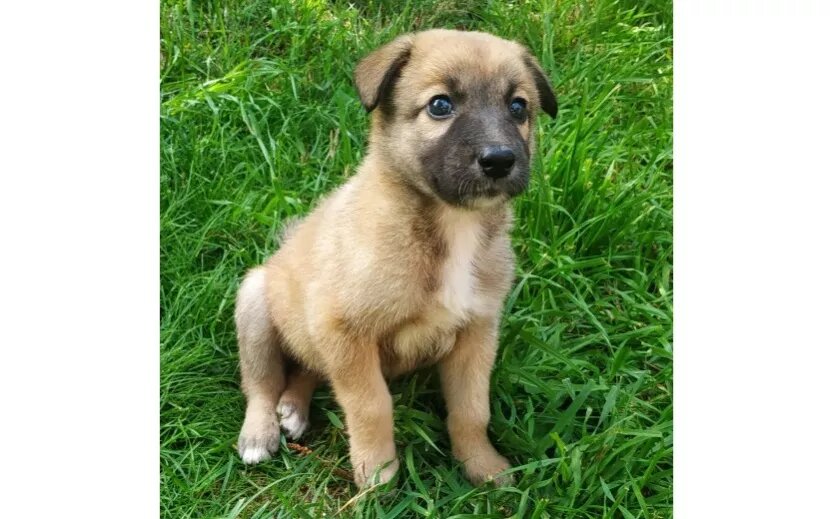    Фото: «Волшебные псы»