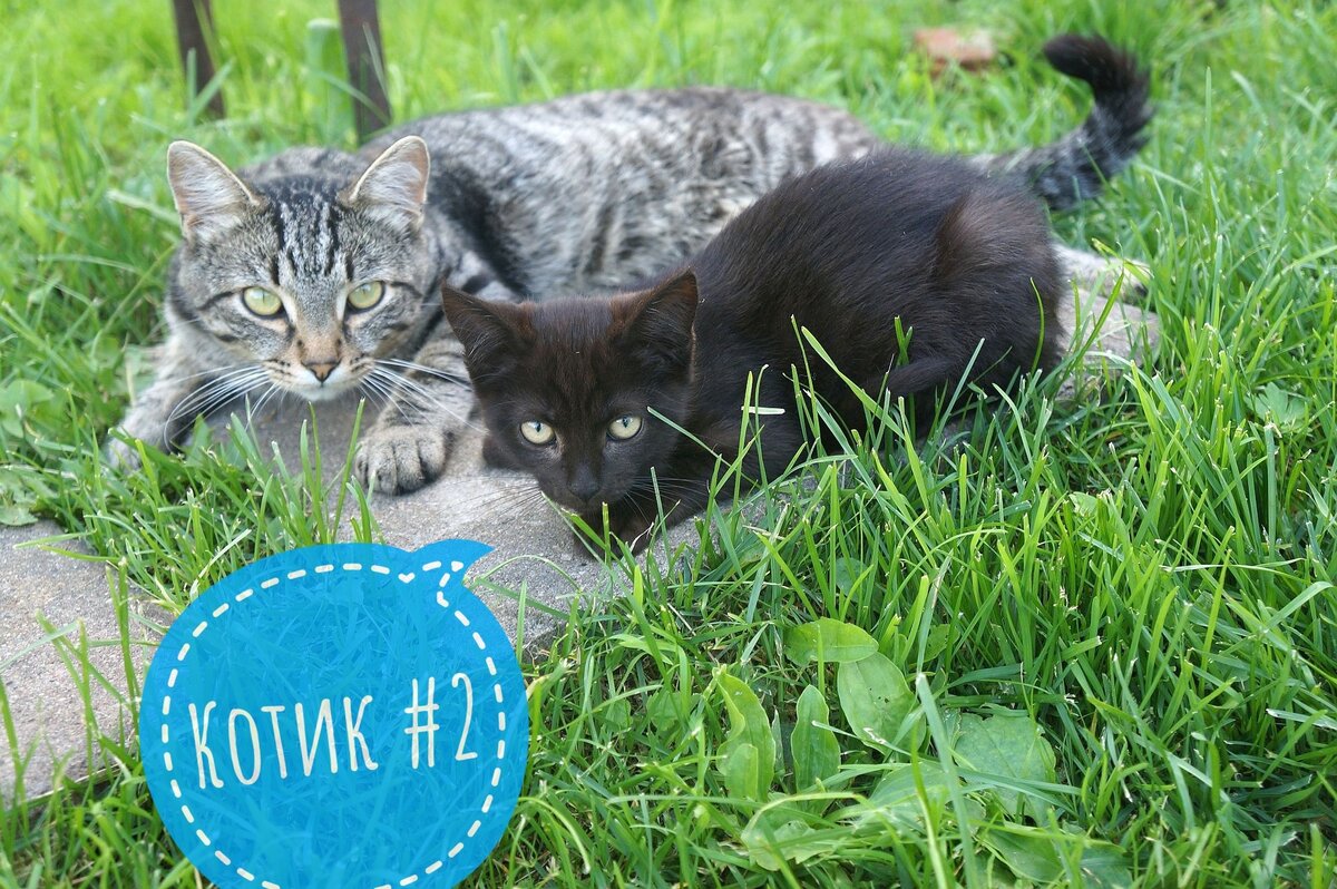 Котенок уголек читать. Котёнок уголёк
