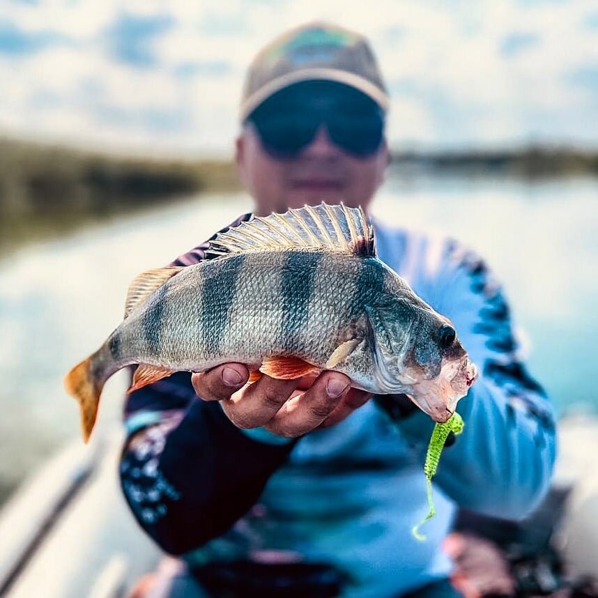 Ловля судака на дону. Судак дон на ростов. Экскурсия морская рыбалка калининград. Судак дон на ростов. Судак дон на ростов.