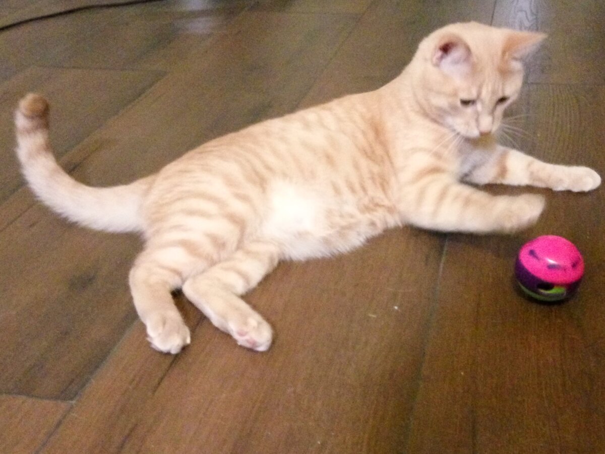 Фото старое, кот стал ужасно подозрителен и не дает себя фоткать)