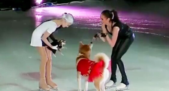 Собака в пачке... Нелепо? Что-то такое в этом есть...