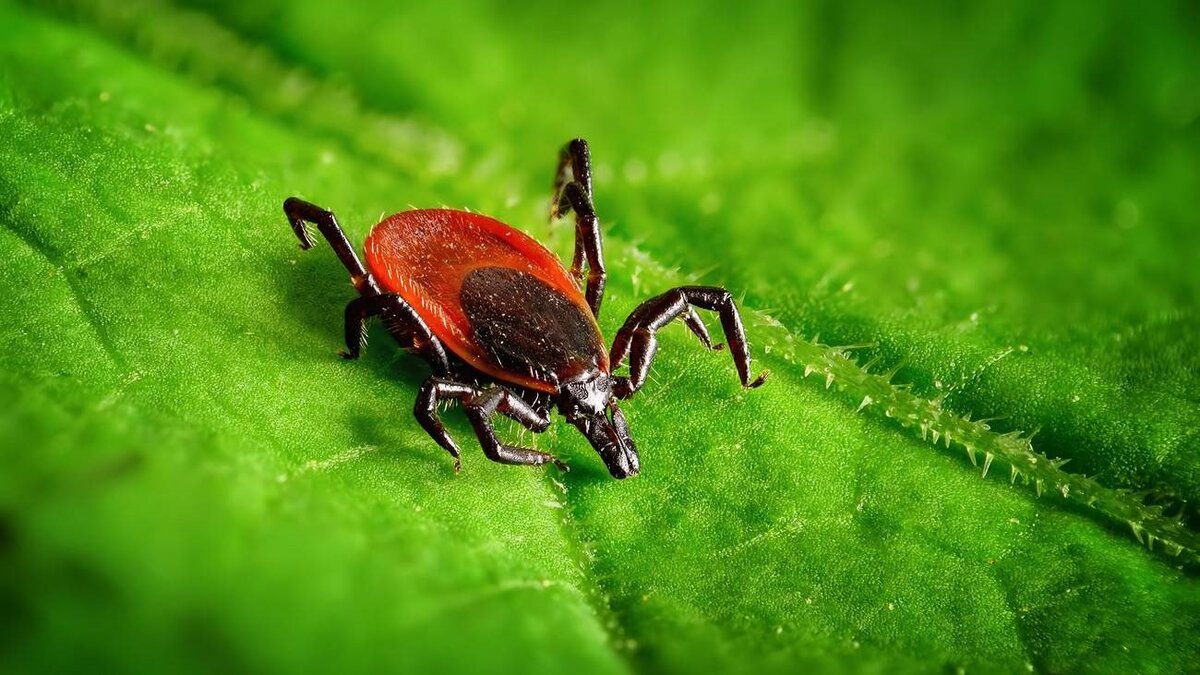 Наибольшую активность кровопийцы проявляют в начальном периоде весенне – летнего сезона. К концу лета их активность падает. В период схода снега, у клещей начинается брачный сезон. Появляются миллионы молодых особей, которые сразу начинают искать  объект для пропитания. Паразиты живут на траве, кустарниках, живых изгородях  высотой не более 1,5 метров и цепляются за проходящую мимо жертву. Затем заползает на более тонкие участки кожи, и кусают. Момент укуса незаметен, тк со слюной вспрыскивается обезболивающий компонент и одновременно вирус энцефалита.
2.	Паутинный клещ 
Маленькое насекомое размером  до 0,6 мм. Клещи поселяются на растении с обратной стороны листа. Они выделяют паутину, которая защищает потомство от хищников и сдувания ветром. В таком клубке паутины выводится не одно потомство. Клещи прокалывают хоботком растение и отсасывают его сок. Питаются любыми растениями за исключением хвойных. Являются вредителями всех садово – огородных культур, а также бобовых и зерновых. При попадании в дома и квартиры поселяется на комнатных растениях. Когда их колонии становятся  многочисленными, любые  растения погибают. 