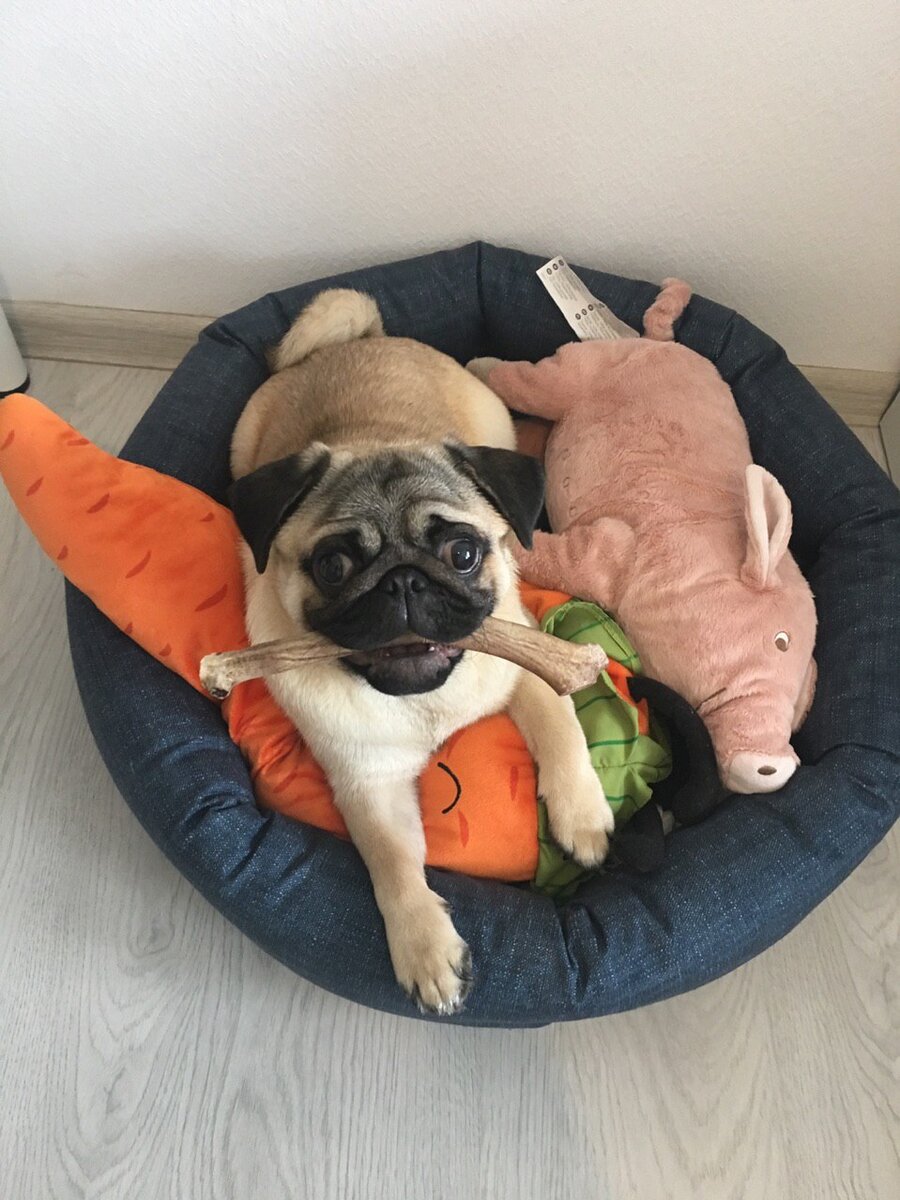 Дюша и все его игрушки. Потом мы узнали, что нельзя давать собаке доступ ко всем своим игрушкам