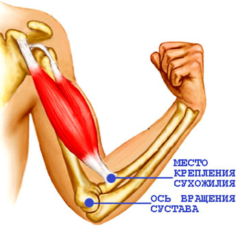 Анатомия плеча мышцы связки сухожилия