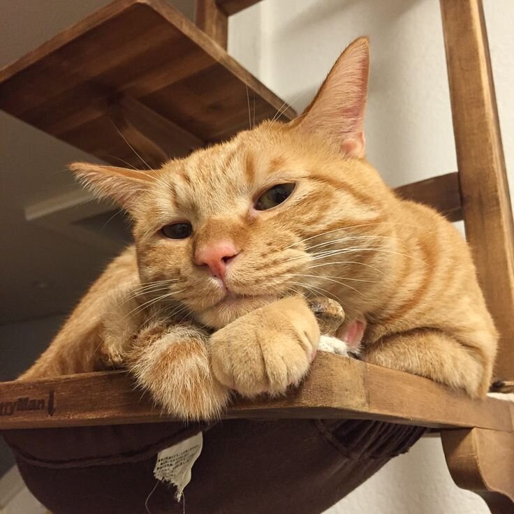 Наглые котики картинки