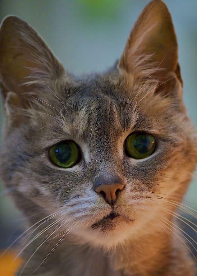 Грустный котенок рисунок - 60 фото