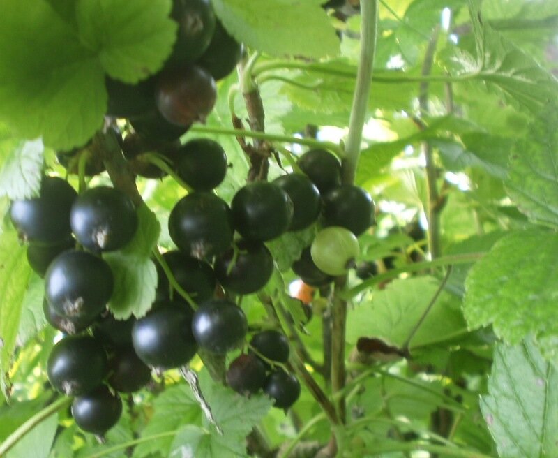 Саженцы красной смородины. Смородина в саду. Смородино-крыжовниковый гибрид йошта. Смородина однолетний саженец. Малина в тени.