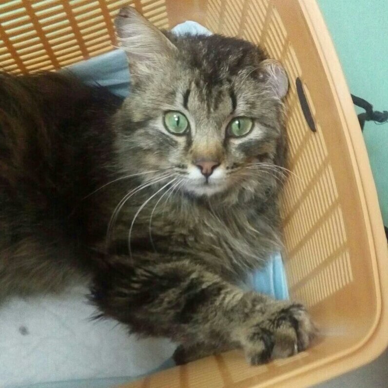 Фото: PP.USERAPI.COM