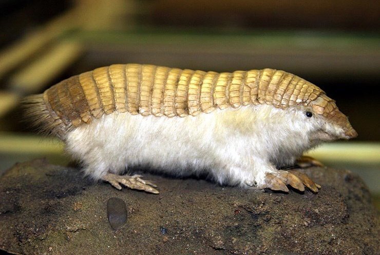 Когда к нему приближается опасность, он сворачивается в клубок и замирает. Враг думает, что перед ним лежит камень и уходит. Большую часть времени плащеносные броненосцы проводят под землей. Их рацион – личинки и муравьи. Дополняют меню улитки, земляные черви, насекомые.