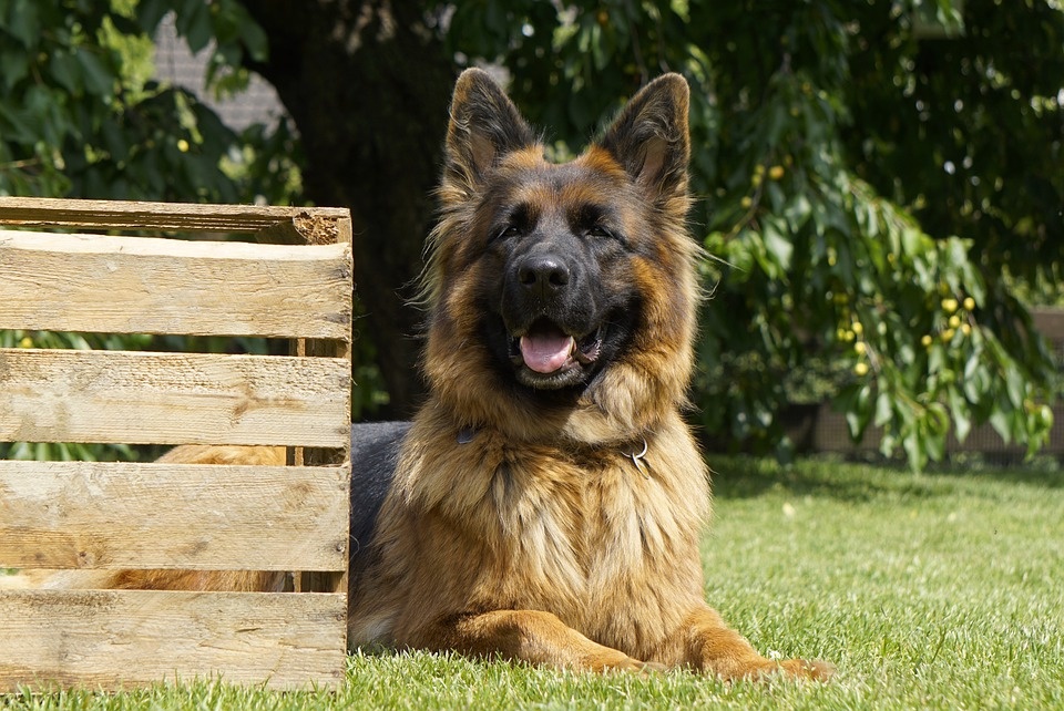 https://cdn.pixabay.com/photo/2019/06/11/19/22/schafer-dog-4267734_960_720.jpg