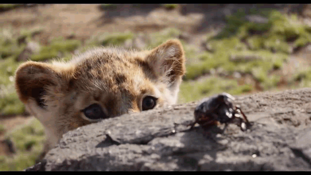 Кадры из трейлера мультфильма "Король Лев"  2019 года.