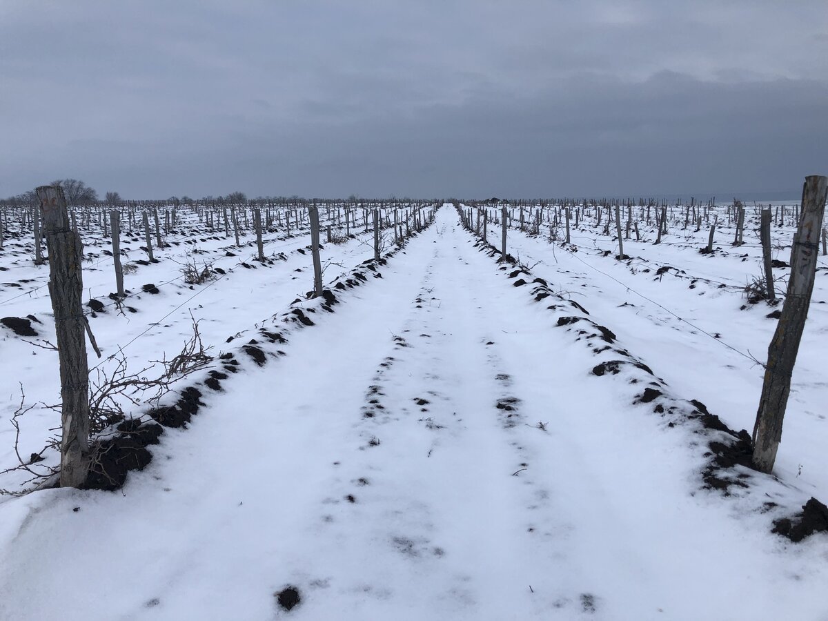 Виноградники зимой укрывают землёй