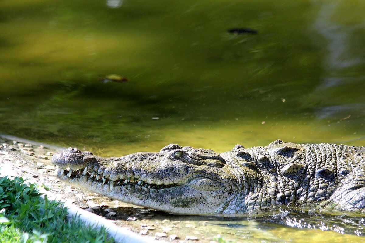 Крокодил в водоеме. Острорылый крокодил[1] (Crocodylus acutus). Озеро с крокодилами. Пруд с крокодилами.