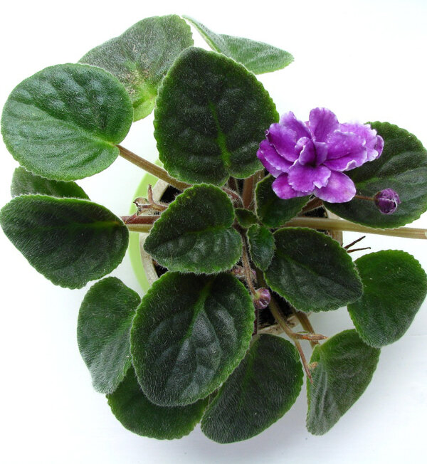 Источник: https://cdn.pixabay.com/photo/2016/03/27/14/50/violet-1282812_960_720.jpg