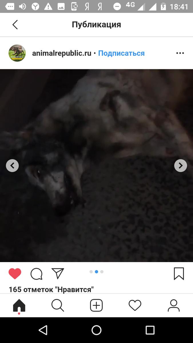 Эту изрезанную собаку выкинули прямо на МКАДе из движущейся машины