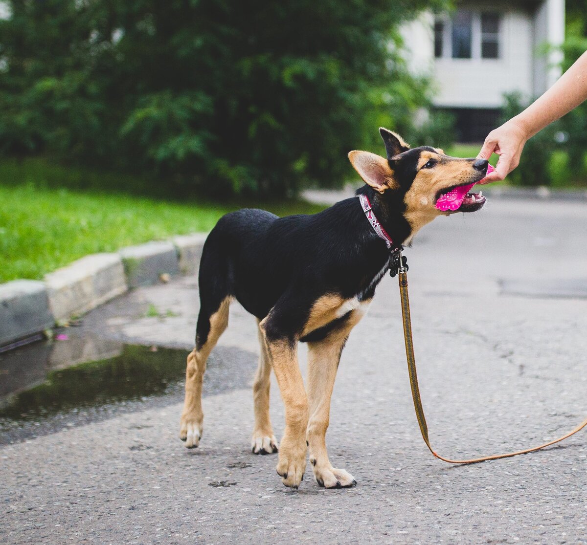 Опекун учится играть с собакой))