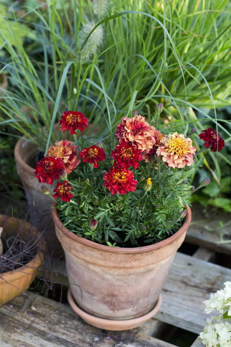 Разноцветные оттенки клубничного