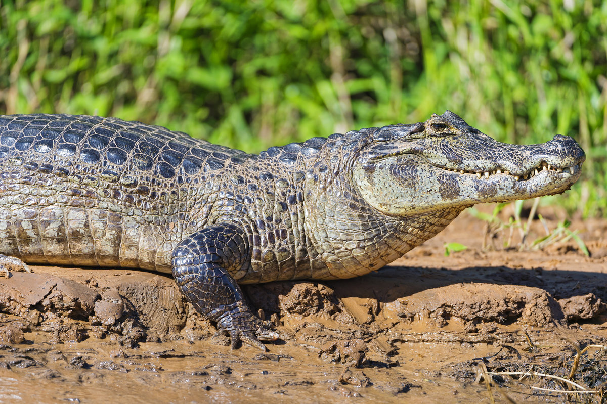 Кайман животное. Широкомордый Кайман. Кайман Южной Америки. Парагвайский Кайман. Крокодиловый Кайман (Caiman Crocodylus).