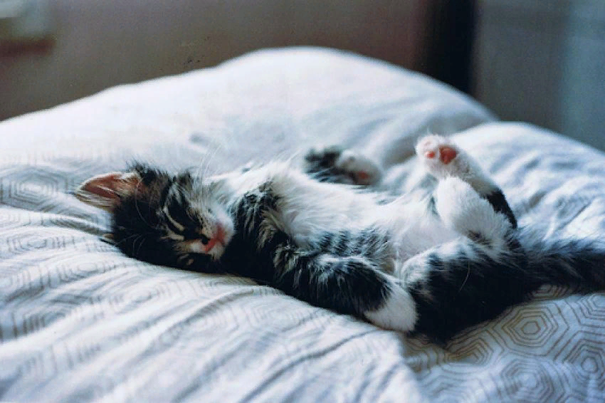 Котенок в постели. Спящий кот. Котик в кровати. Спящие котики. Валяться в кровати.