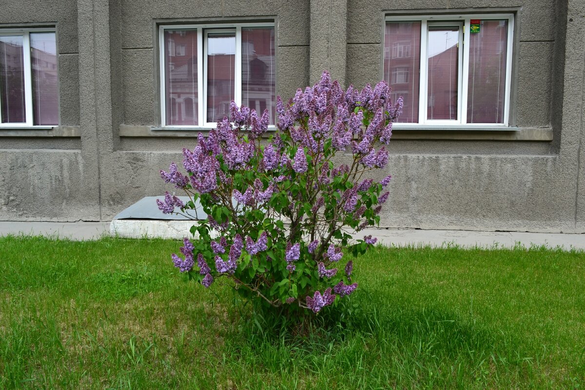Сирень. Новосибирск