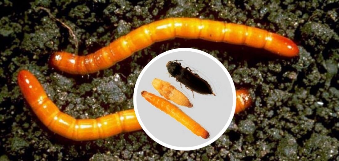 Проволочник - опаснейший вредитель корнеплодов