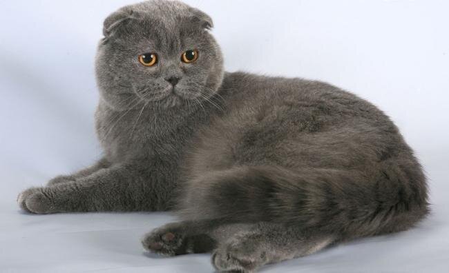 
Как и Американский кёрл, шотландский вислоухий кот получил свое название из-за формы ушей. Выглядит так, будто у него вообще нет ушей, особенно сильно это заметно на фоне больших круглых глаз. Его уши выглядят нормальными при рождении и начинают складываться через 21 день. Большинство шотландских вислоухих котов имеют короткую шелковистую шерсть, но есть и те, у которых шерсть длинная. Они в основном дружелюбные, ласковые кошки и хорошо ладят с другими животными. 