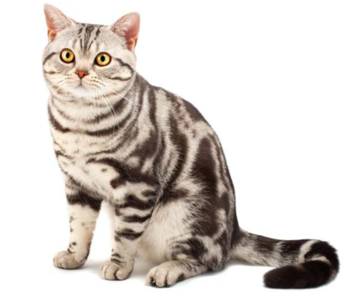 Размер и продолжительность жизни - Американская короткошерстная кошка весит от 3,2 до 5,4 кг. Ее продолжительность жизни варьируется в пределах 15-20 лет.


