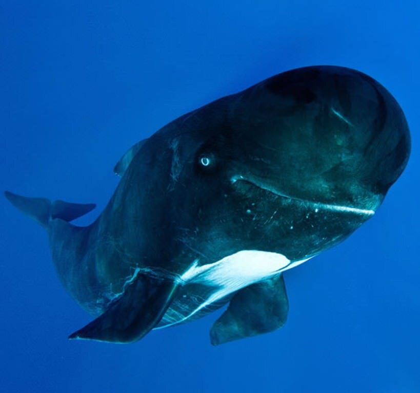 Гринда: Чёрный дельфин властвует на морях и океанах | Animals friends | Дзен