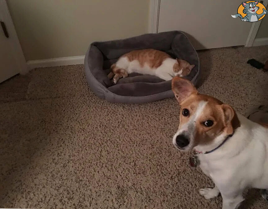 кот спит. Фото из открытых источников