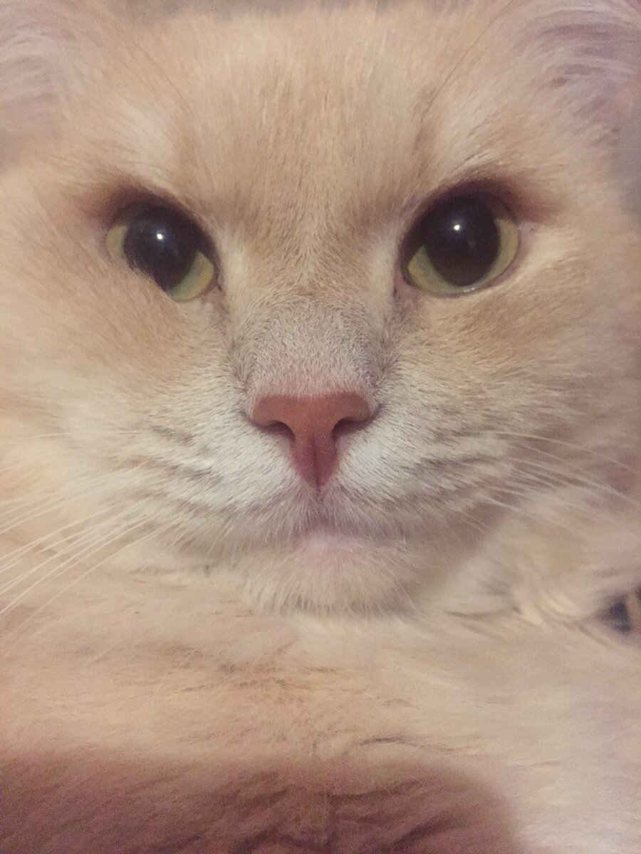 Котик наглотик - счастье в семье!