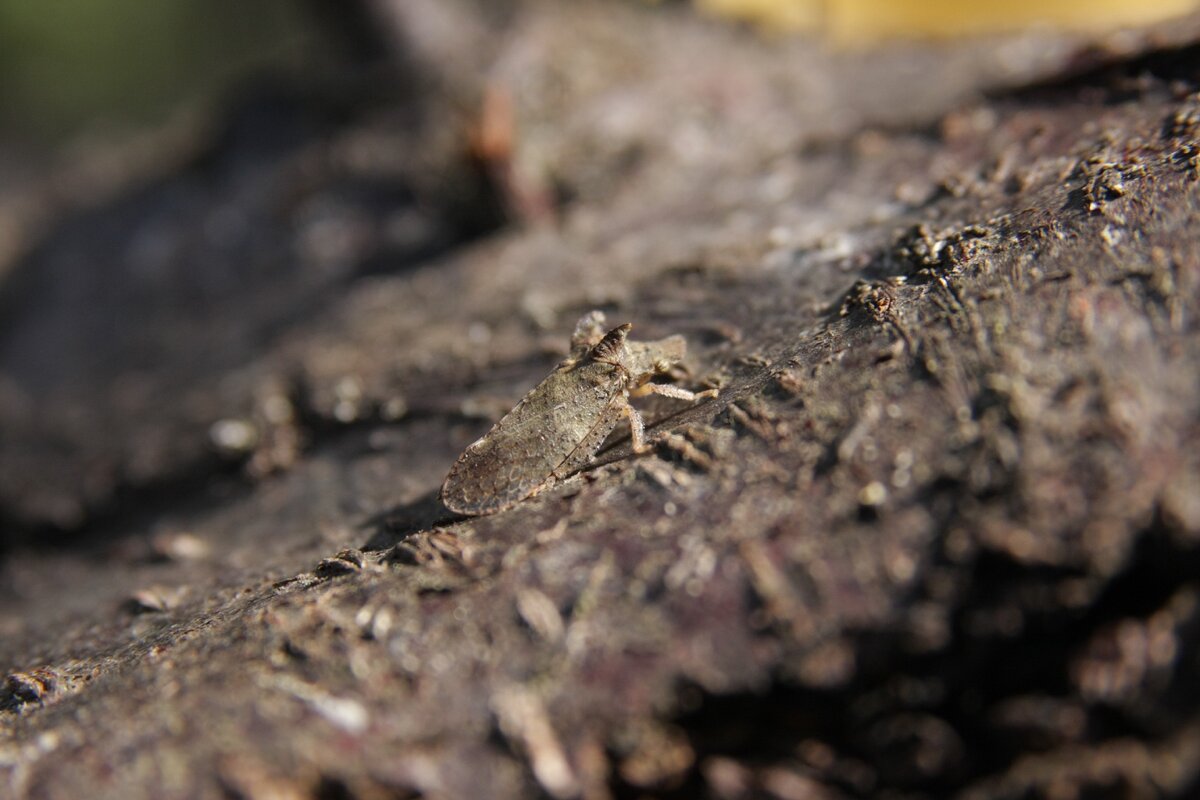 Ушастая цикадка (Ledra aurita). Снято в Краснодаре