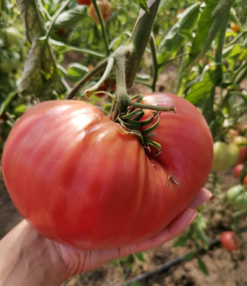 Семена крупных томатов. Томат тепличный крупноплодный. Томаты сорт Синьор помидор. Крупноплодные сорта томатов.