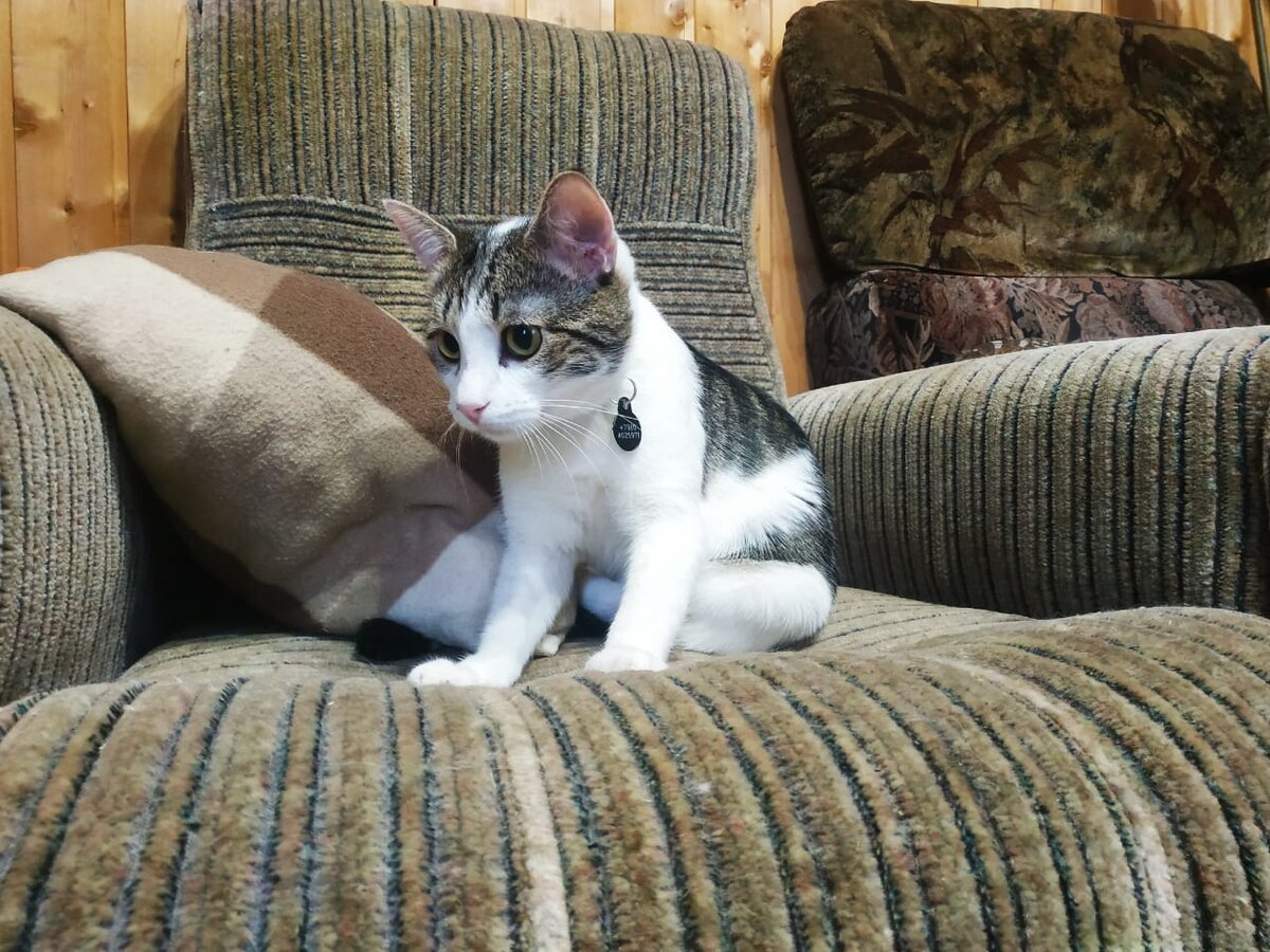 И та самая бойцовая Годзилла...