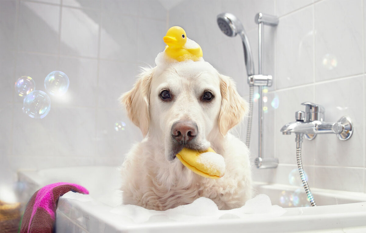 Как мыть полы если дома собака или кошка