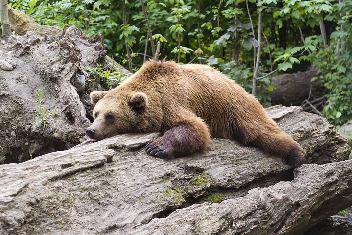 МЕДВЕДИЦА И РЫБА