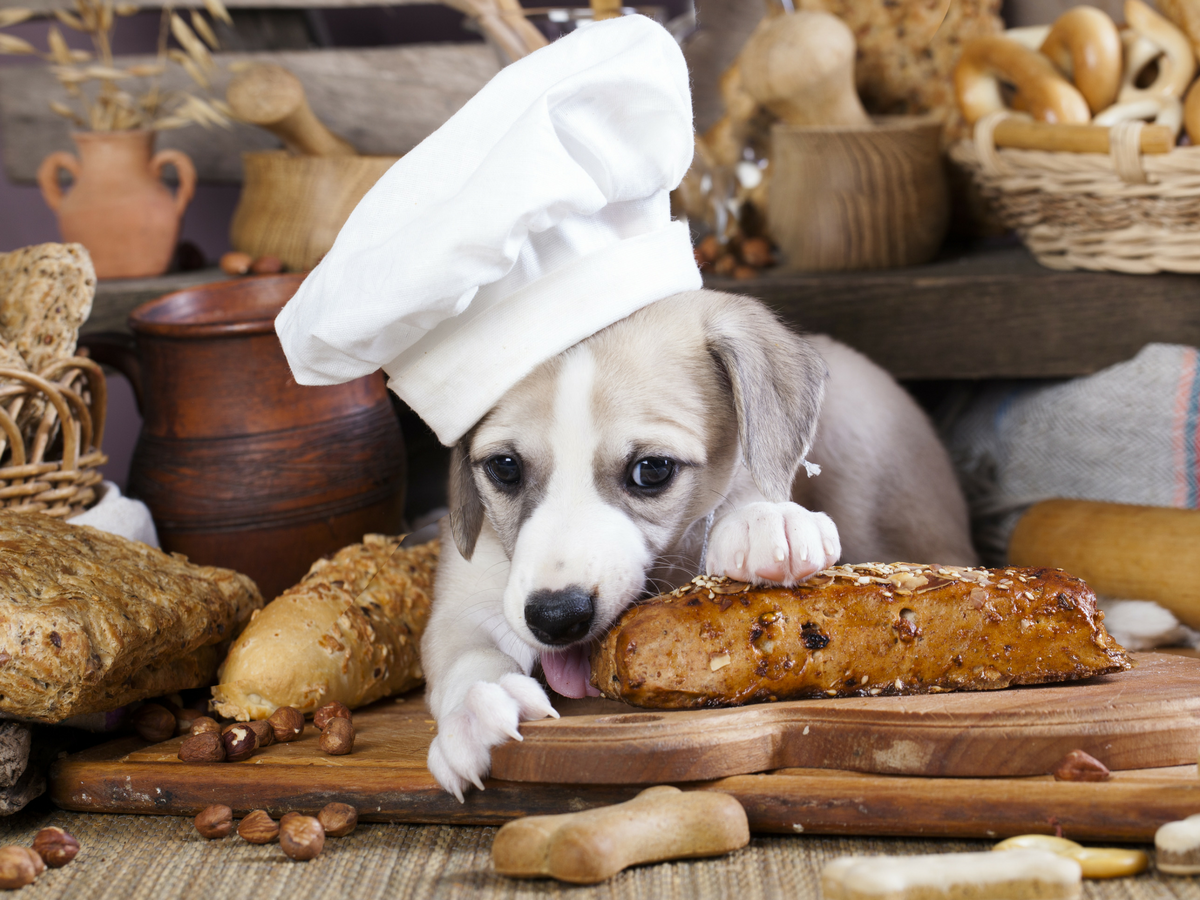 Кормление питомцев – тема, всегда занимающая мысли всех заводчиков. Хочется иногда побаловать питомца, дать ему чего-нибудь вкусненького. А можно ли собакам давать хлеб?