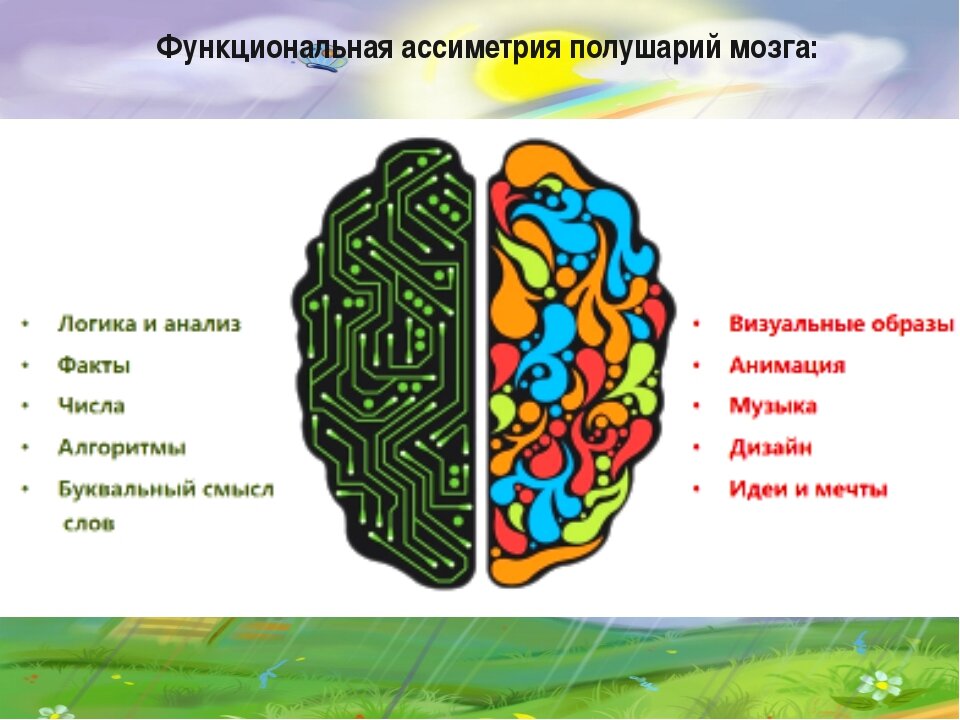 Функциональная асимметрия головного мозга презентация