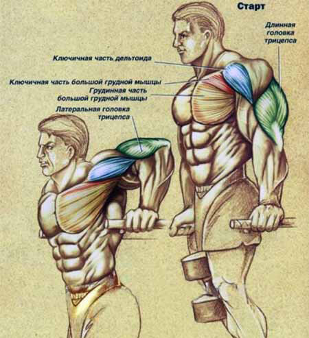 Во время отжимания на брусьях, мышцами-синергистами являются трицепс-передние пучок дельт-грудные