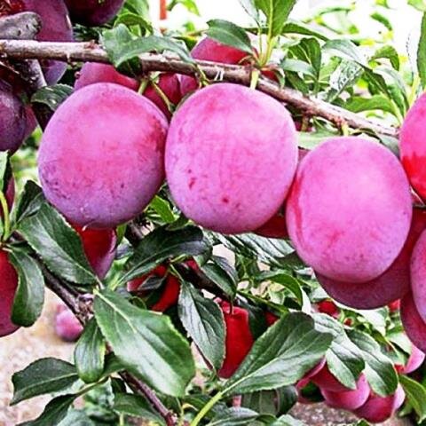 Алыча Кубанская комета