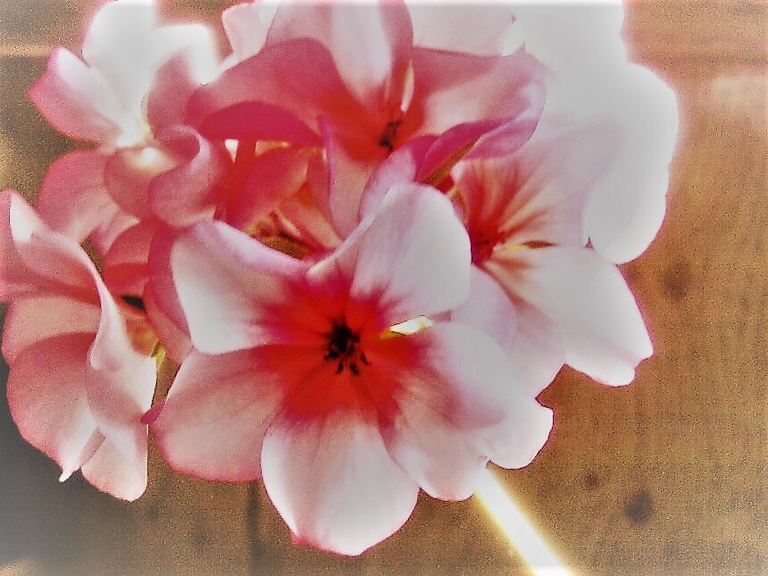 Фото Марины Антоновой 2009.03