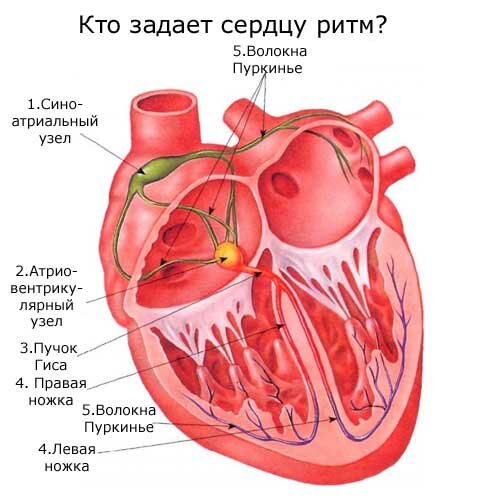 Кто задает сердцу ритм? | Хочу быть здоровым! | Дзен