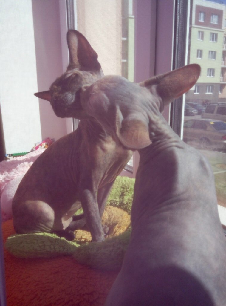 Моня и Ёша в прелюдиях 