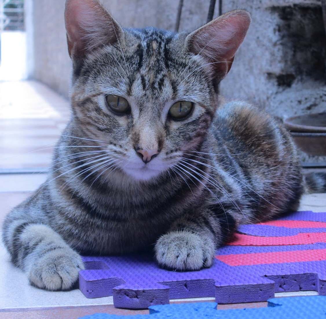 Любимому питомцу