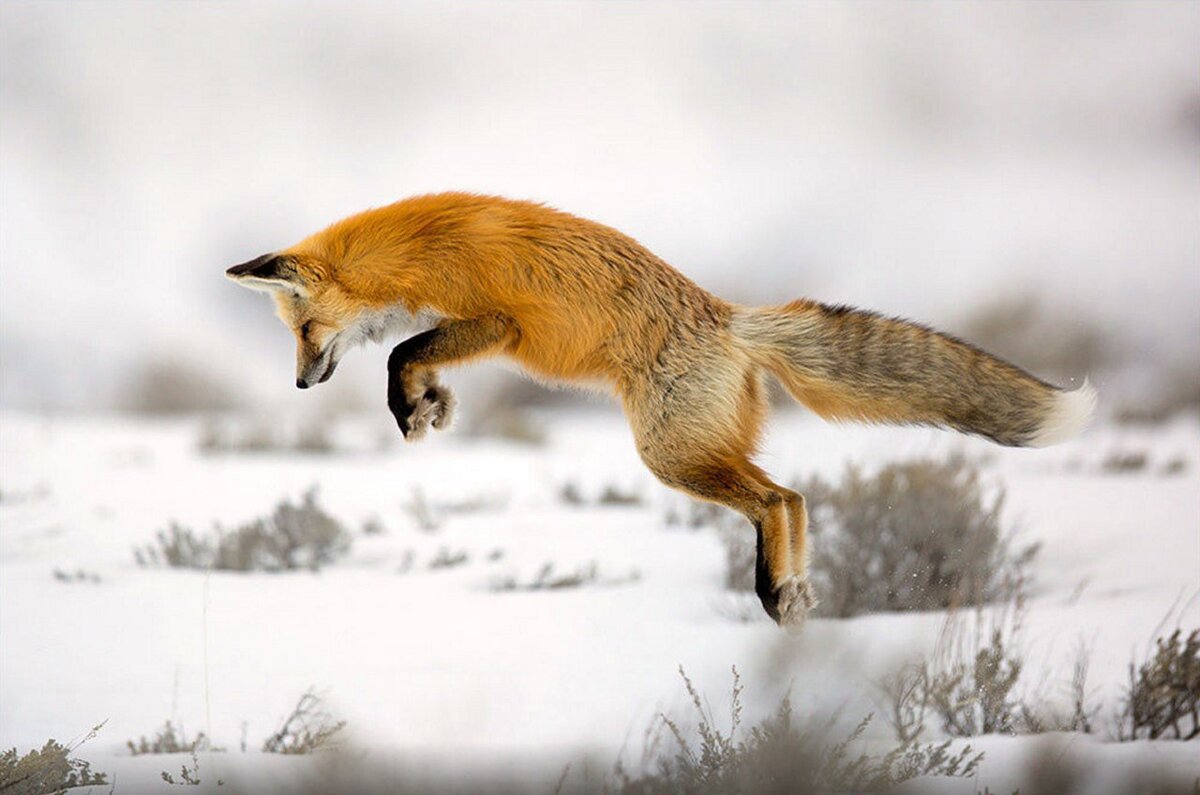 Лиса мышкование. Лиса чернобурка мышкует. Лиса охотится. Лиса на охоте. Лиса охота на мышей.