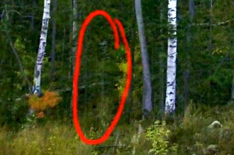 Что там в лесу