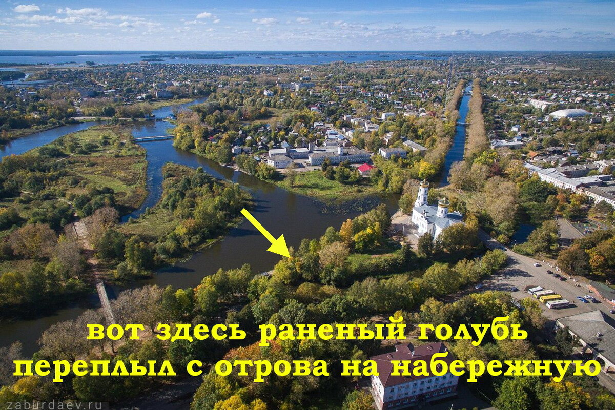Схема переправы голубя через канал