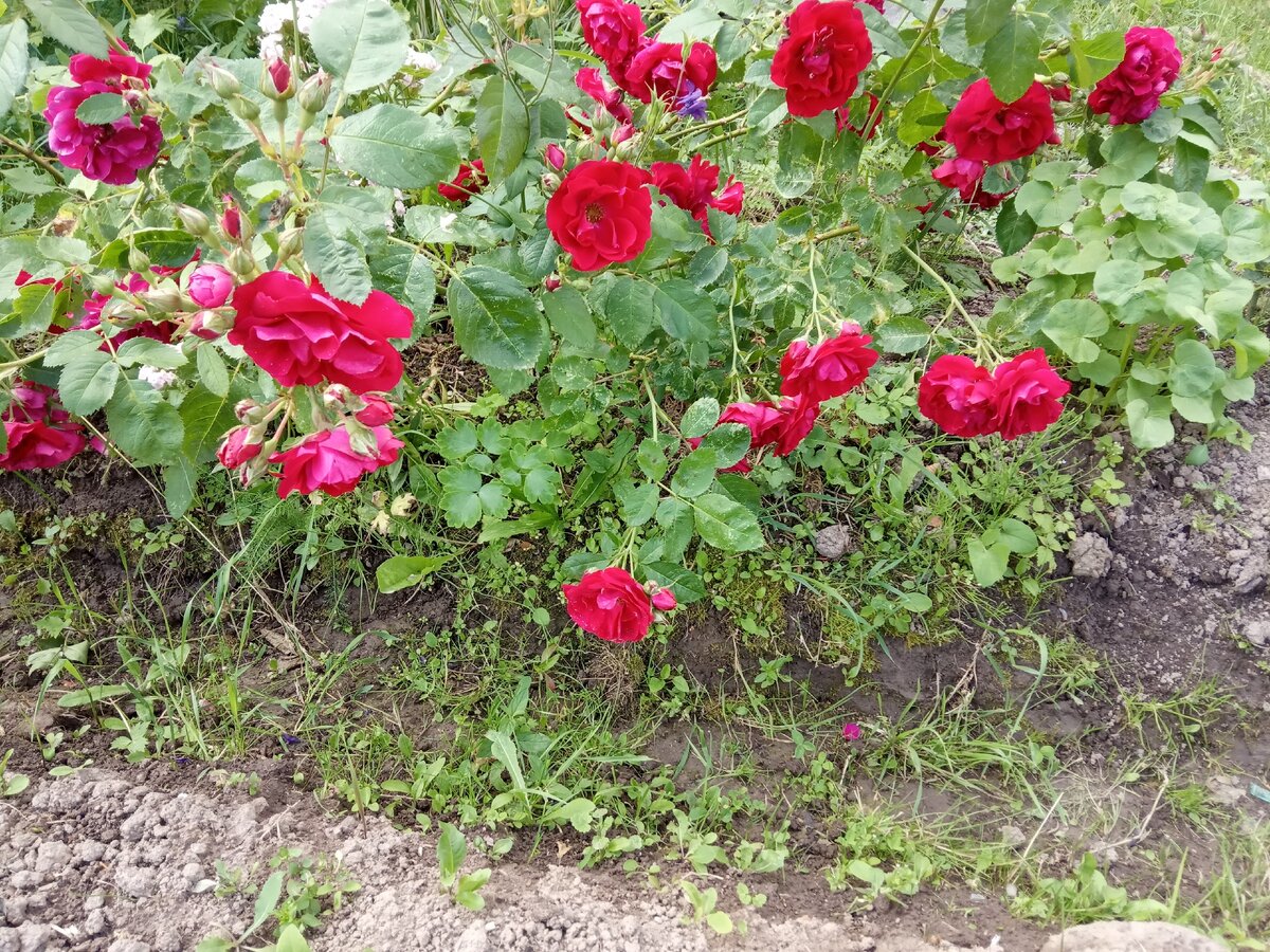 Первая роза на моей даче